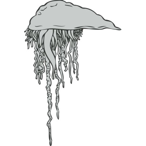 Sealife   jellyfish Thumbnail