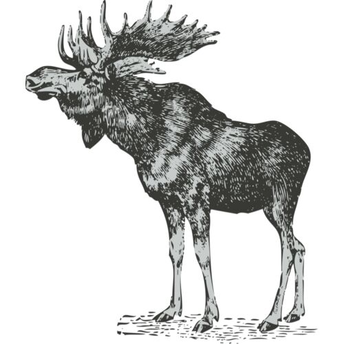 Animals   Elk Thumbnail