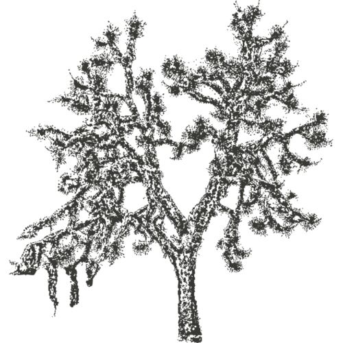 Joshua Tree 3 Thumbnail