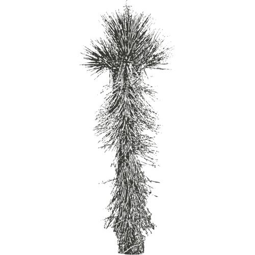 Joshua Tree 8 Thumbnail