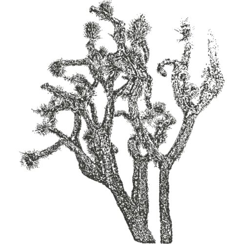 Joshua Tree 5 Thumbnail