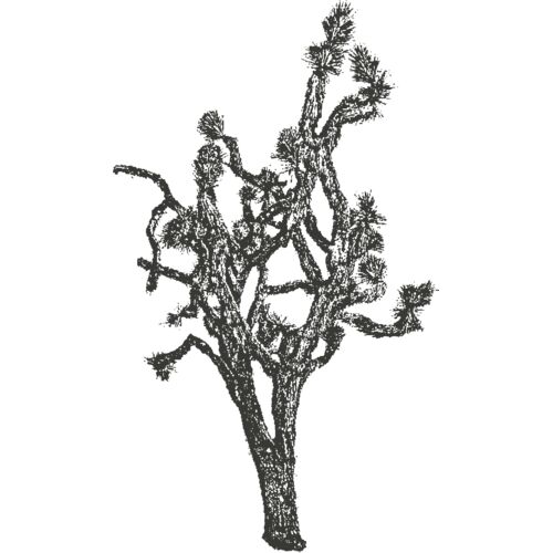 Joshua Tree 10 Thumbnail