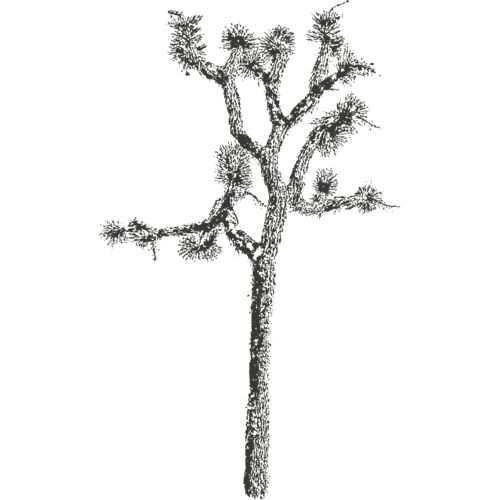 Joshua Tree 7 Thumbnail