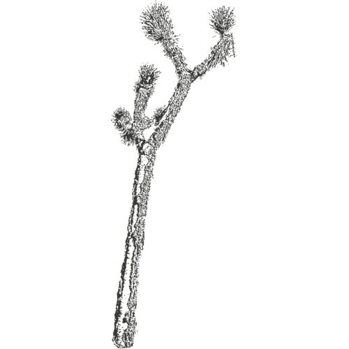 Joshua Tree 9 Thumbnail