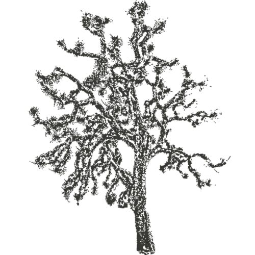 Joshua Tree 1 Thumbnail