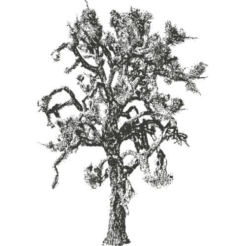 Joshua Tree 2 Thumbnail