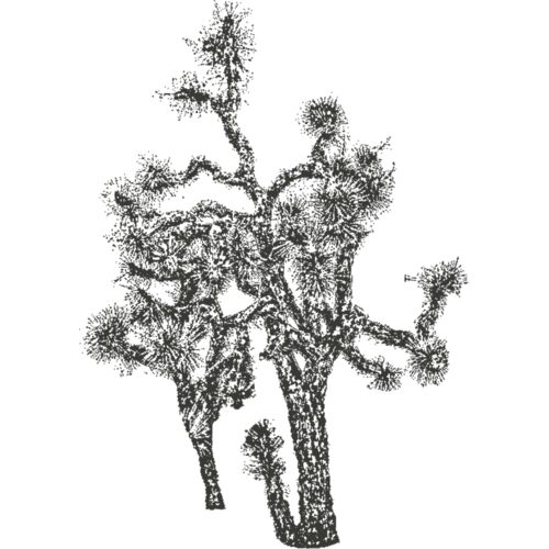 Joshua Tree 4 Thumbnail