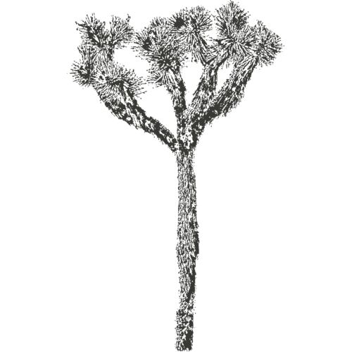 Joshua Tree 6 Thumbnail