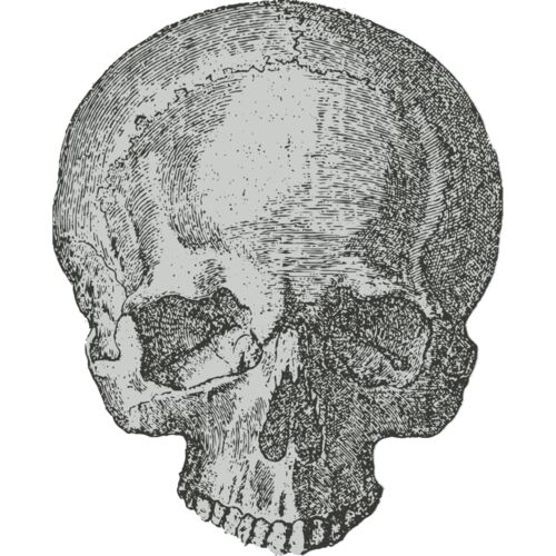 Medical Skull 1 Thumbnail