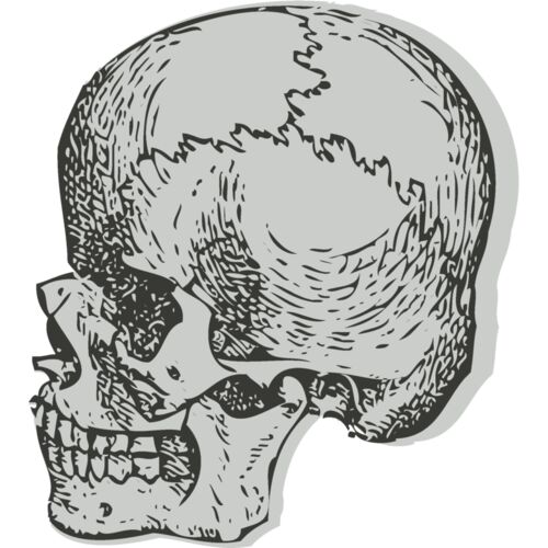 Medical Skull 4 Thumbnail