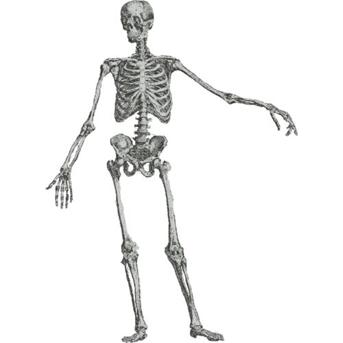 Medical Skull 11 Thumbnail