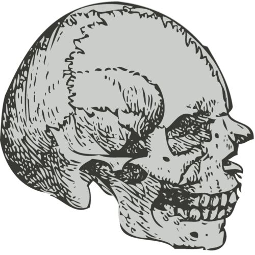 Medical Skull 6 Thumbnail