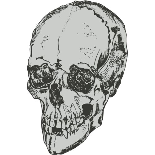 skull 1 Thumbnail