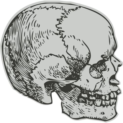 Medical Skull 8 Thumbnail