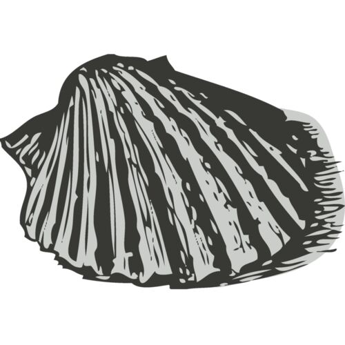 Sealife   sea shell 3 Thumbnail