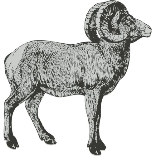 Animals   Ram 2 Thumbnail