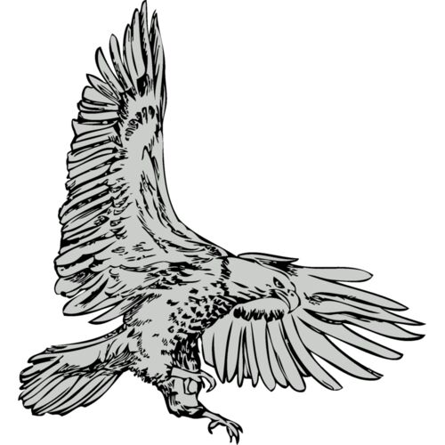 Bird   Eagle Thumbnail