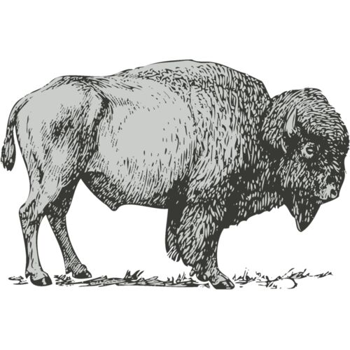 Animals   Buffalo Bison Thumbnail