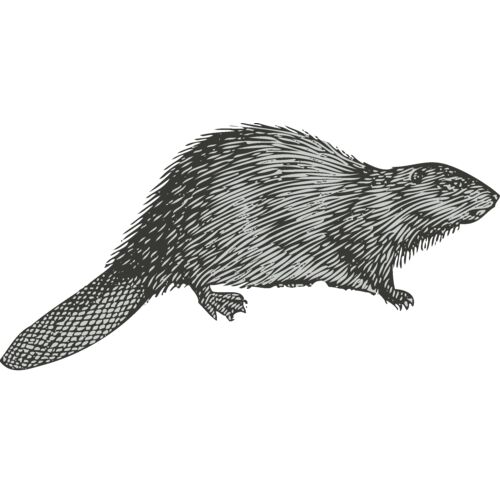 Animals   Beaver Otter Thumbnail