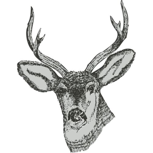 Animals   Deer Thumbnail