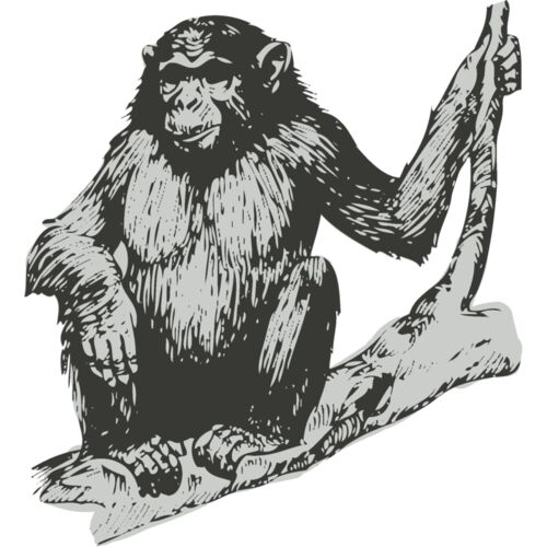 Animals   Chimpanzee Thumbnail