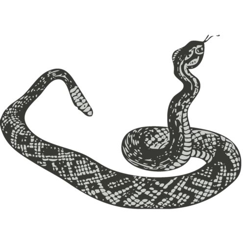 Animals   Snake Thumbnail