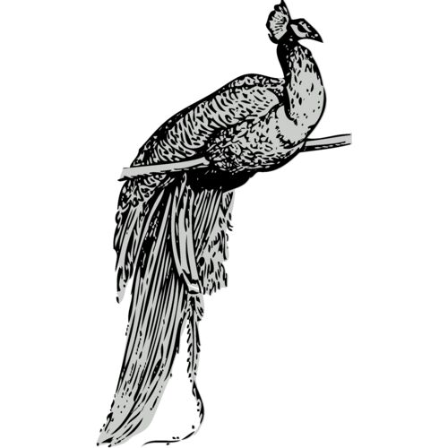 Bird   Peacock Thumbnail