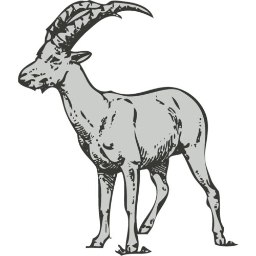 Animals   Antelope Thumbnail