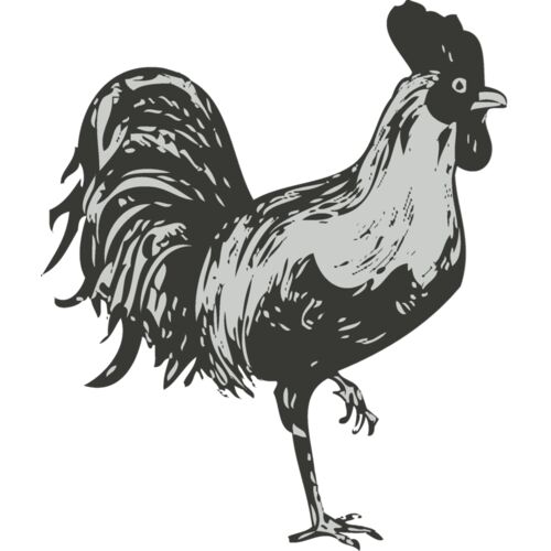 Bird   Chicken Thumbnail