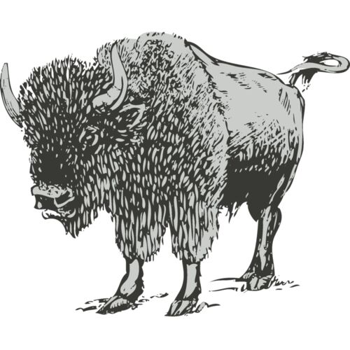 Animals   Buffalo Bison 2 Thumbnail