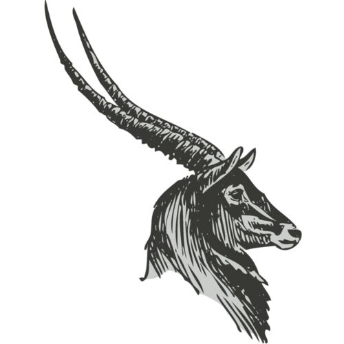 Animals   Antelope 2 Thumbnail