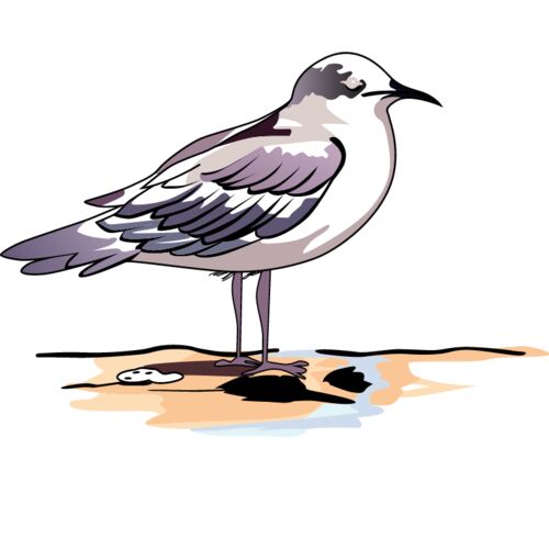 PG66321 Thumbnail